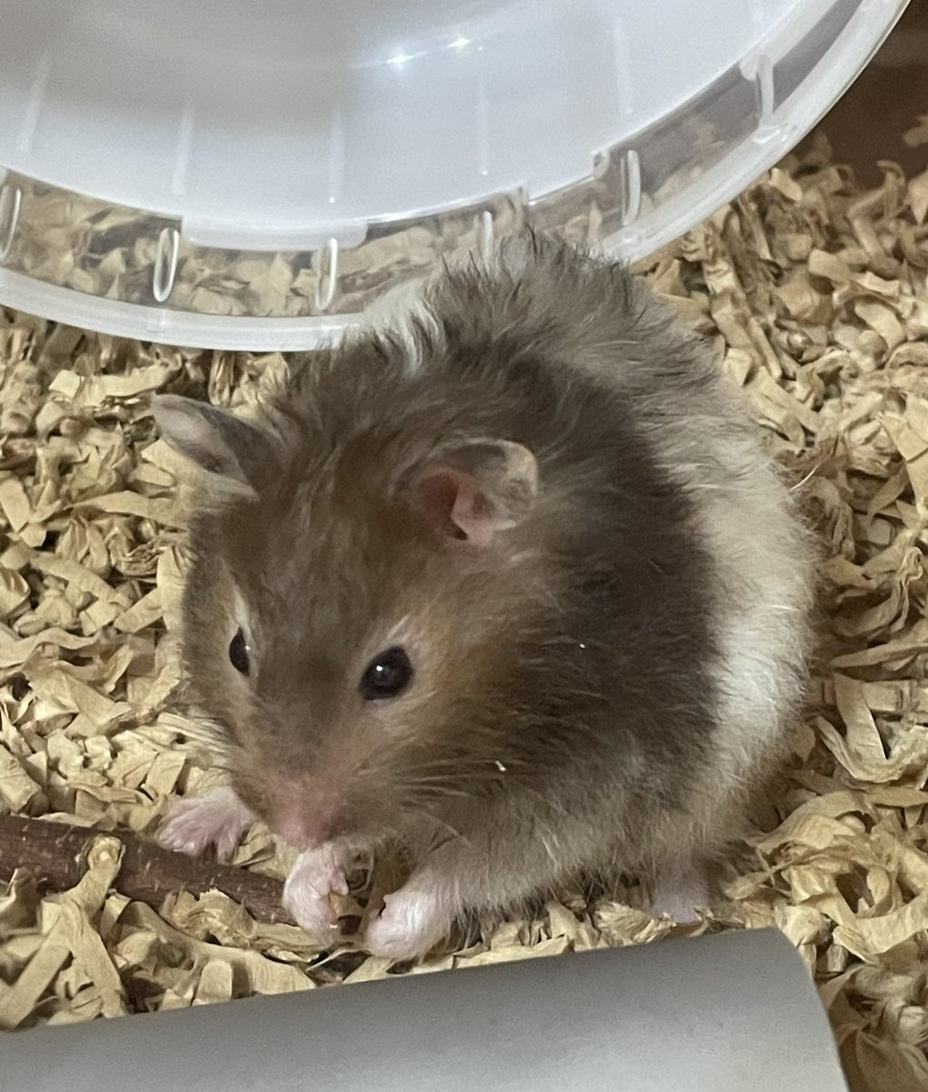 背中に寝癖がついてて可愛かった☺️

#ハムスター
#ハムスターのいる暮らし
#ハムスター好きさんと繋がりたい