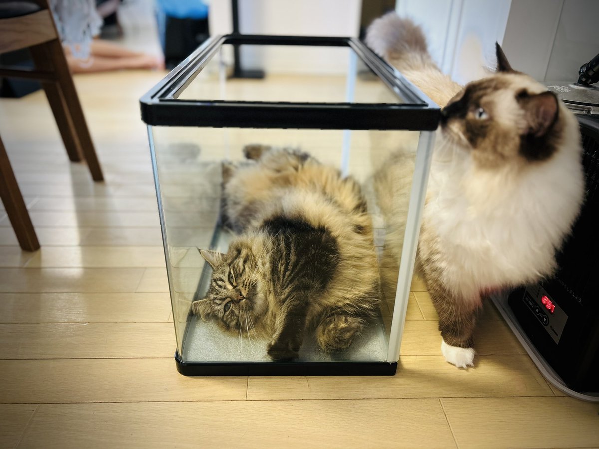 creative_egg_jp's tweet photo. 1日中水槽で暮らすねこ。
冷たくて気持ちいいんだね。
この時期は水槽でねこが飼えます。

#水槽ねこ #アメスコ #ブラウンタビー https://t.co/AvOyUiNBhE