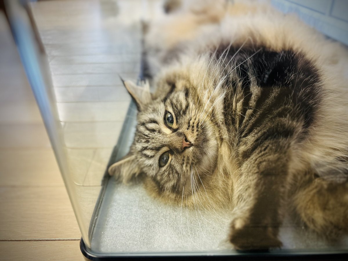creative_egg_jp's tweet photo. 1日中水槽で暮らすねこ。
冷たくて気持ちいいんだね。
この時期は水槽でねこが飼えます。

#水槽ねこ #アメスコ #ブラウンタビー https://t.co/AvOyUiNBhE