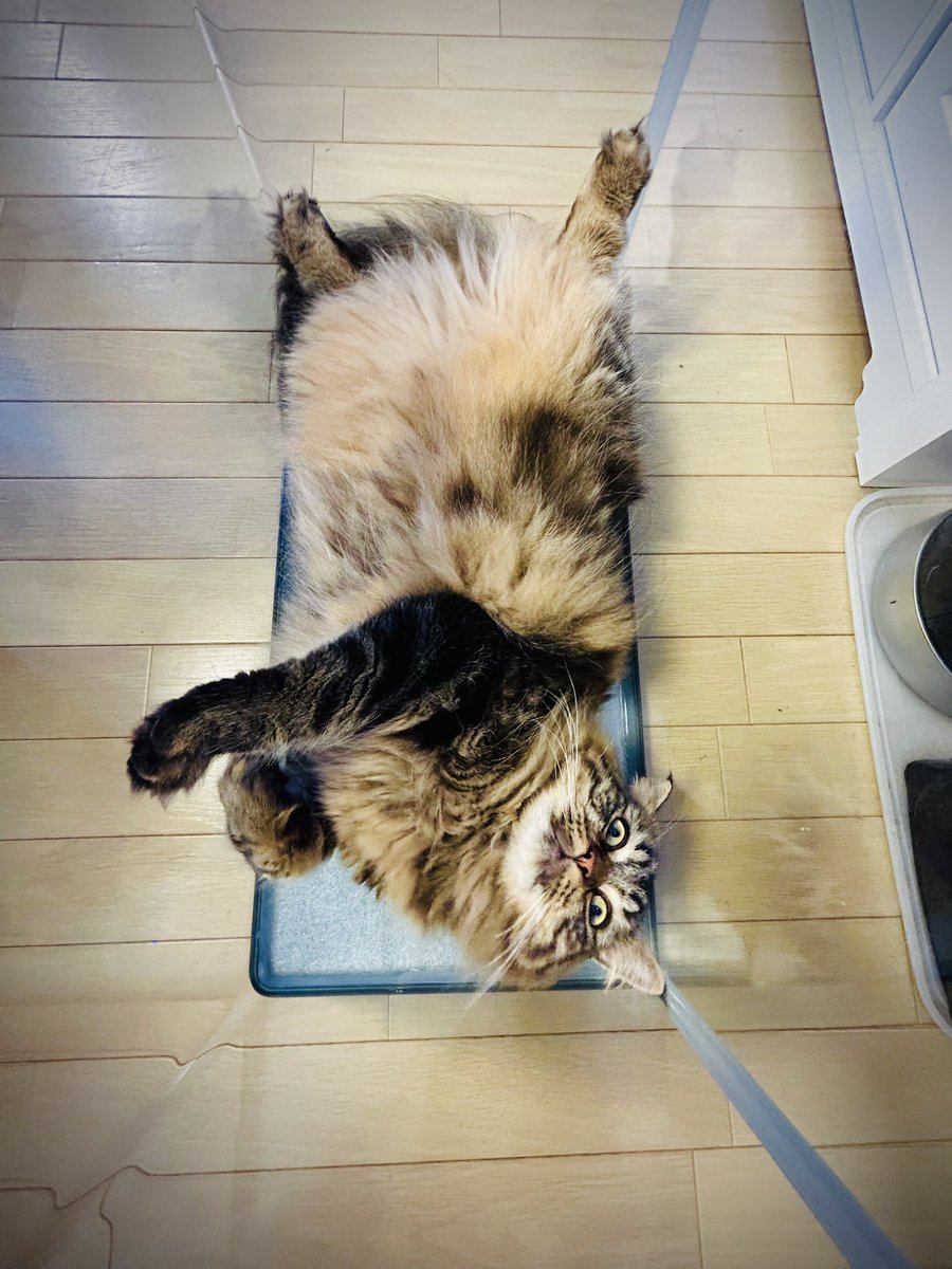 creative_egg_jp's tweet photo. 1日中水槽で暮らすねこ。
冷たくて気持ちいいんだね。
この時期は水槽でねこが飼えます。

#水槽ねこ #アメスコ #ブラウンタビー https://t.co/AvOyUiNBhE