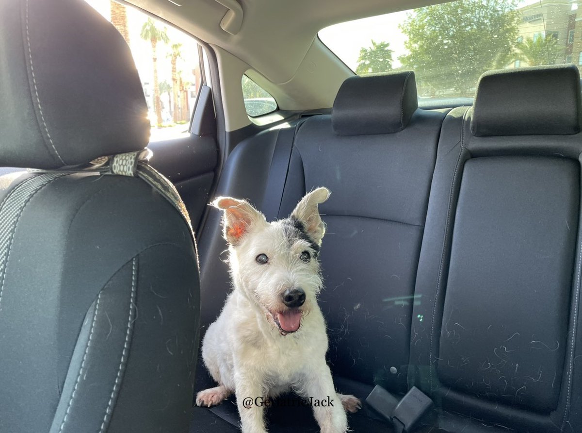 Jack🌈 and the human tweet media