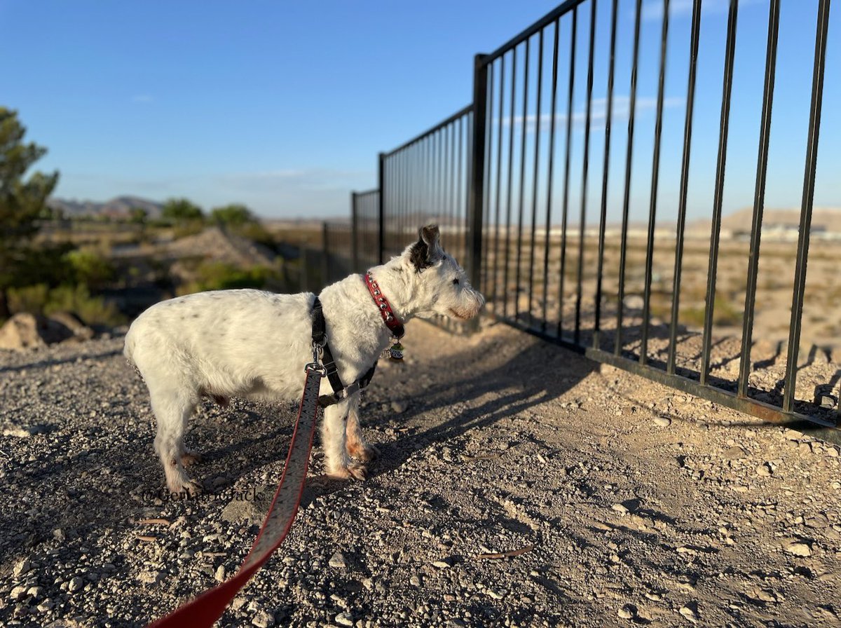 Jack🌈 and the human tweet media