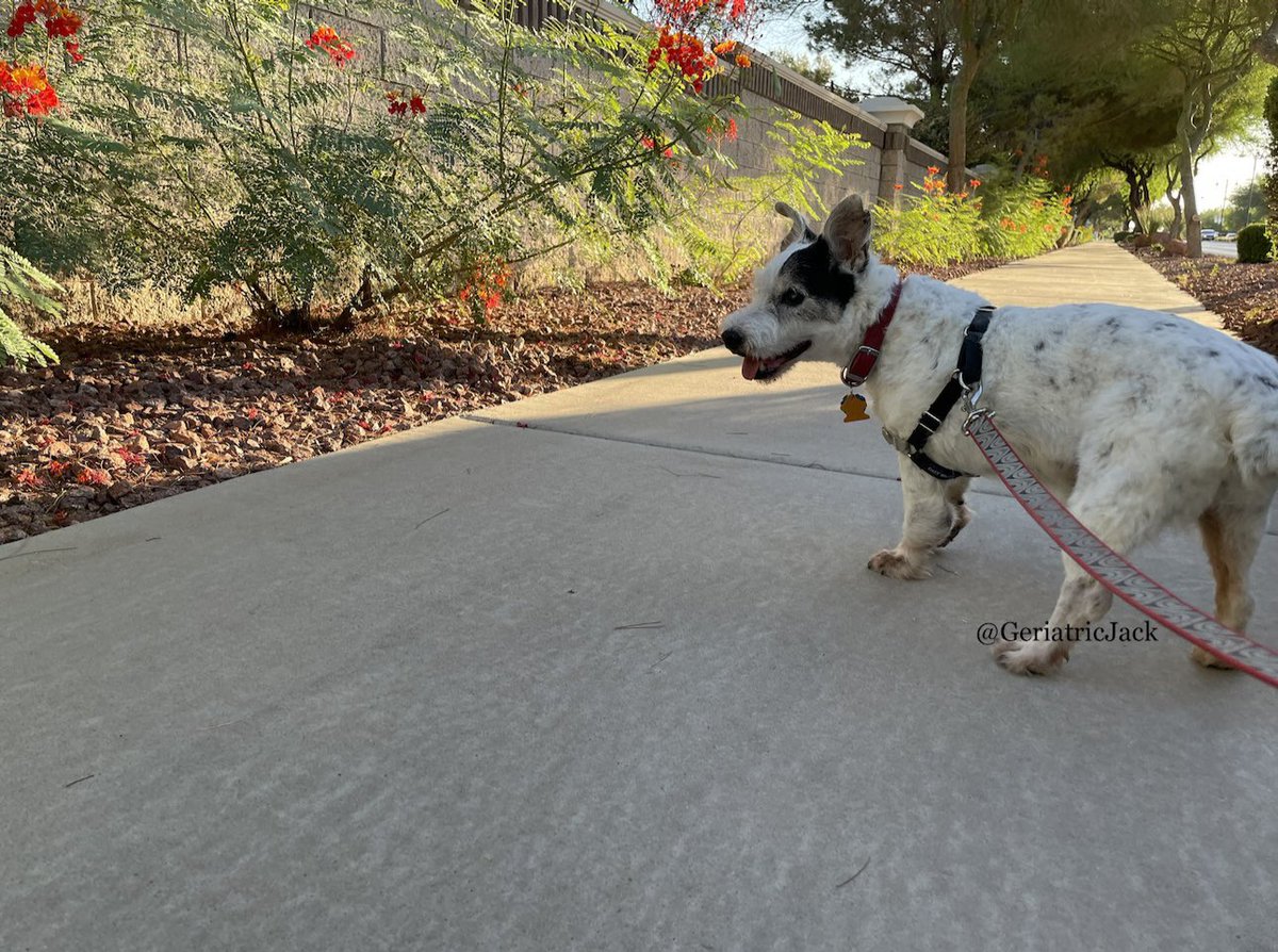 Jack🌈 and the human tweet media