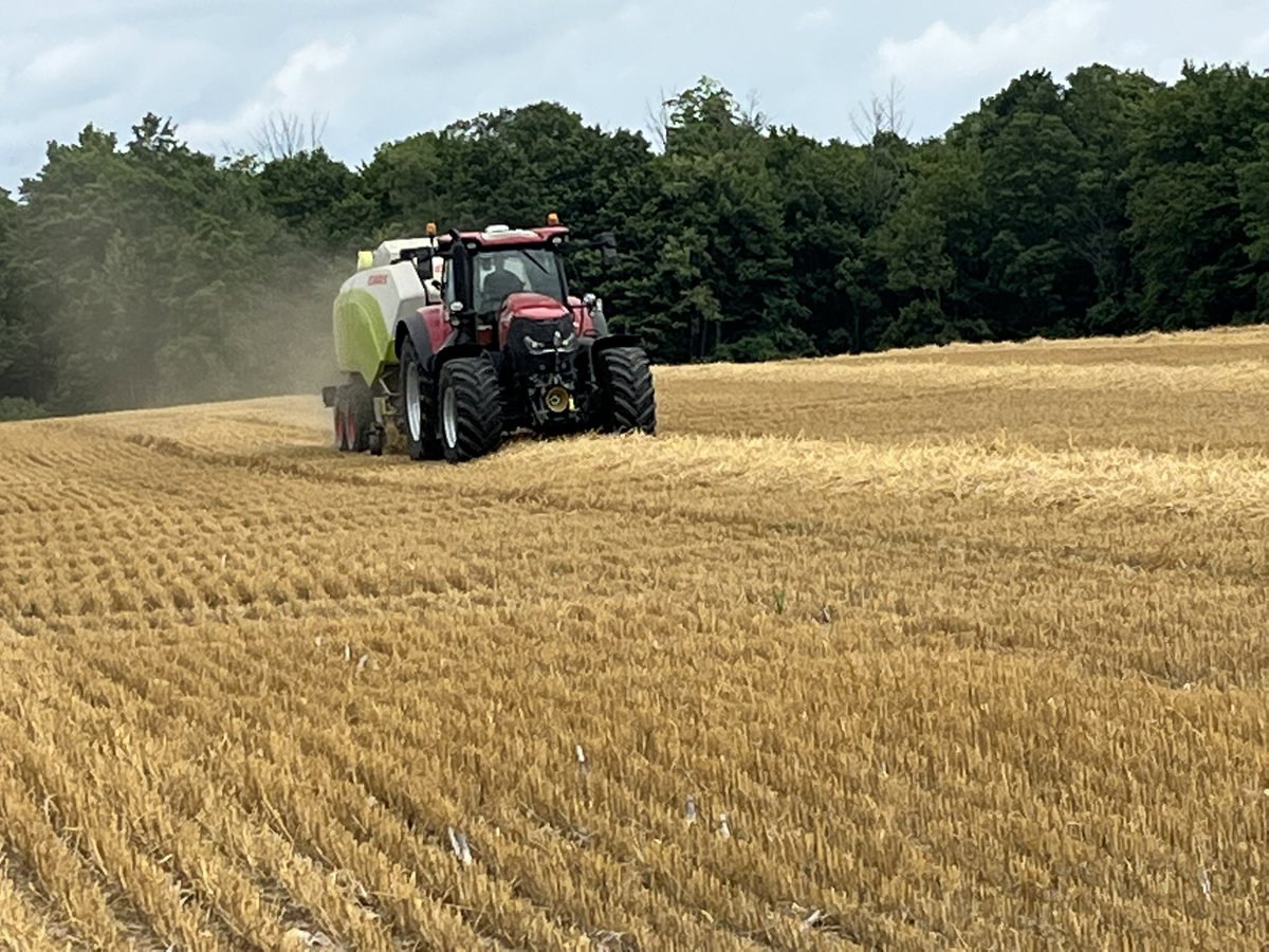 WalterDeKruyff's tweet photo. Looking to buy straw in the windrow. Fast clean up https://t.co/eSjx3WQ58b