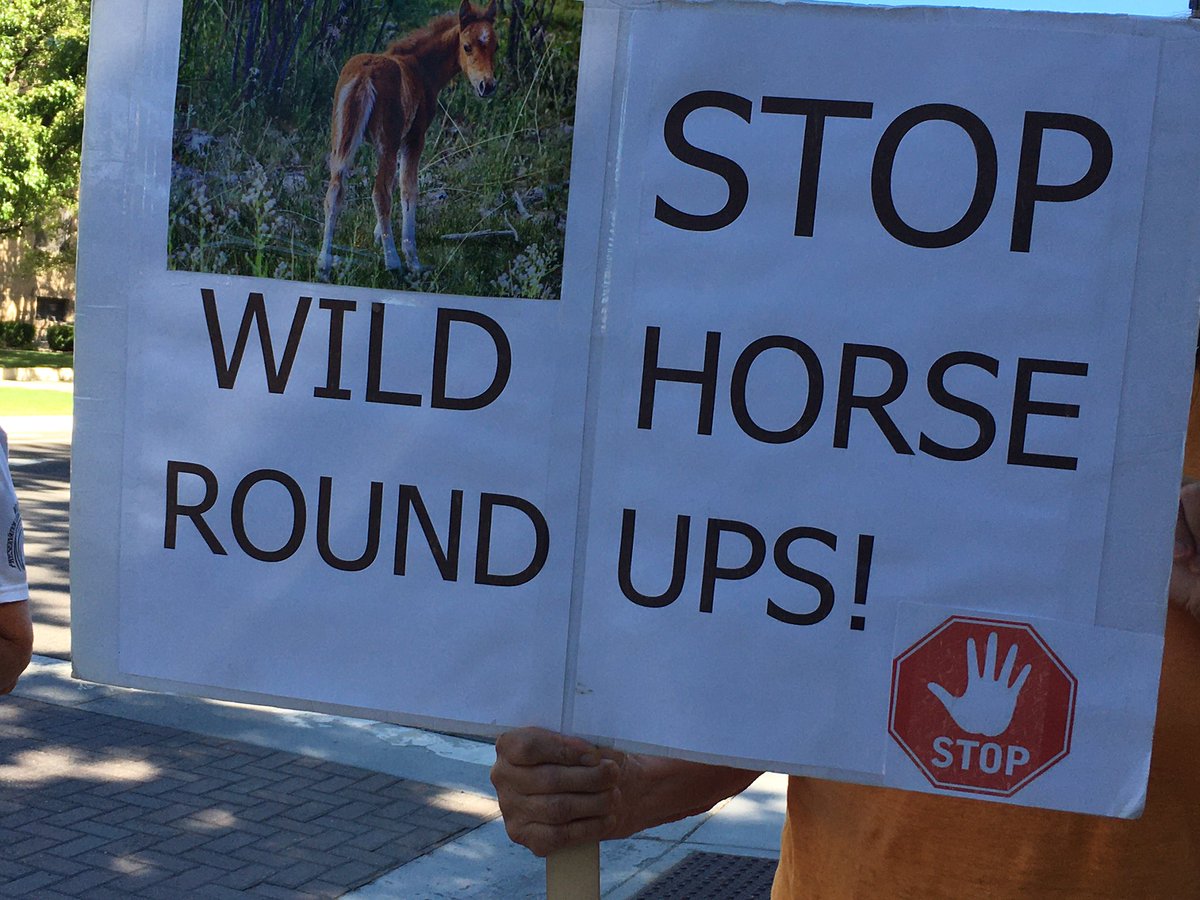 FionaAIi1520's tweet photo. 👀➡️ also fyi re #stopanimalcruelty #blm #wildhorses and #nevada generally speaking 🐴🔥👉 https://t.co/ksWkS56f10