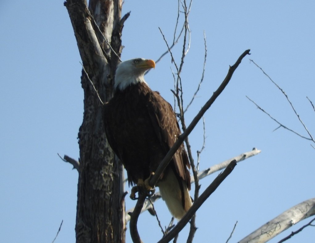 javaman35's tweet photo. Bald Eagle out at Kamloops lake.
#Kamloops #BaldEagle https://t.co/8hhuclePrS