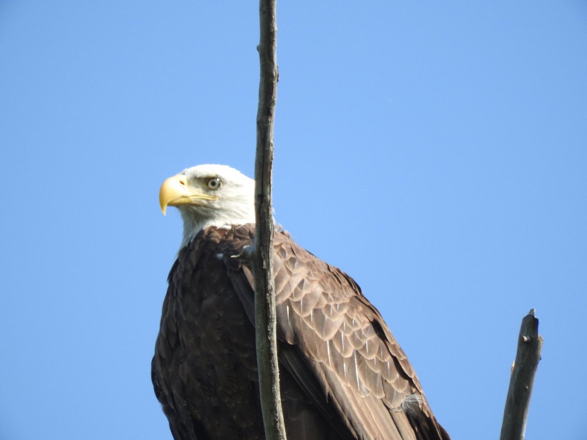 javaman35's tweet photo. Bald Eagle out at Kamloops lake.
#Kamloops #BaldEagle https://t.co/8hhuclePrS