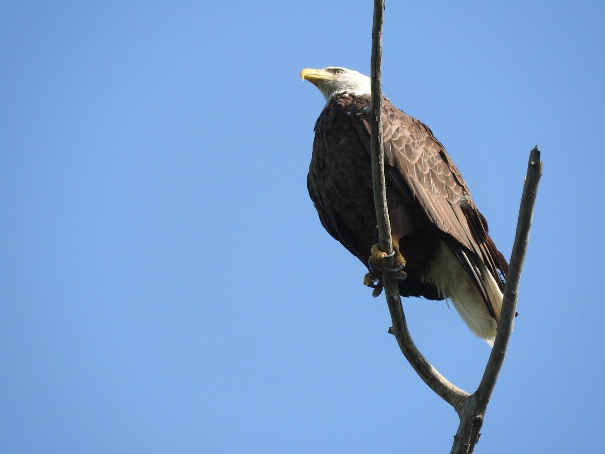 javaman35's tweet photo. Bald Eagle out at Kamloops lake.
#Kamloops #BaldEagle https://t.co/8hhuclePrS