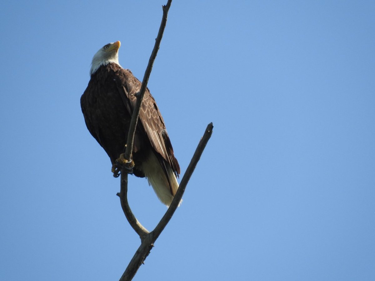 javaman35's tweet photo. Bald Eagle out at Kamloops lake.
#Kamloops #BaldEagle https://t.co/8hhuclePrS