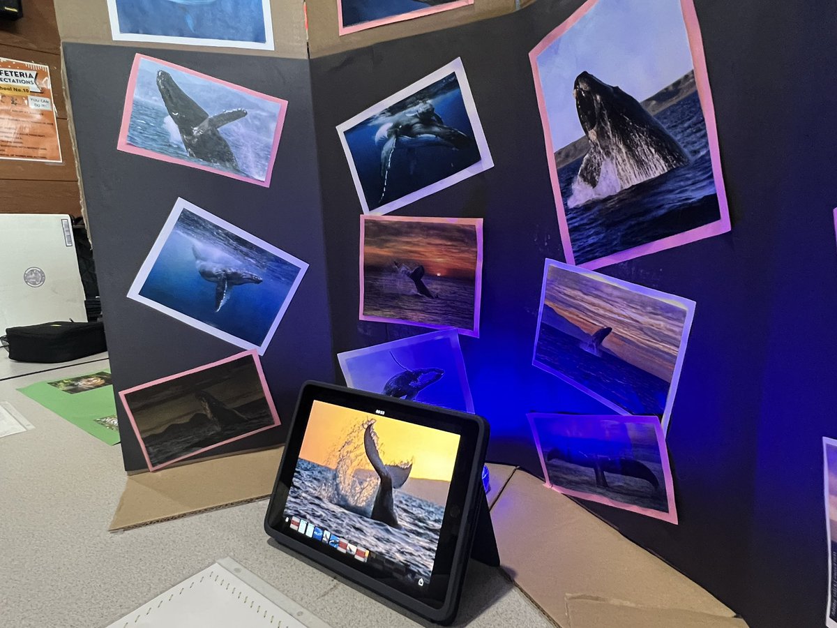 ProfDavidWalker's tweet photo. So many creative, and innovative Genius Hour projects developed by our students in summer school this year! Let kids pursue their interests and give them choice! Everything from 3D models, illustrated books, and student created videos using Apple Clips!
#GeniusHour #MySchoolRocks https://t.co/WXZ0mptHHR