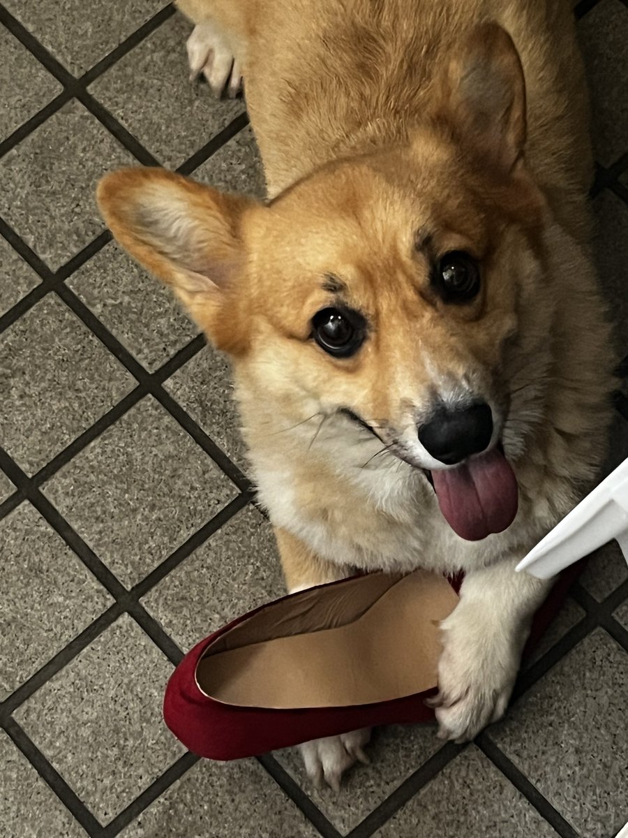 snowpic1207's tweet image. 今日は昼の常駐が非番です❣️
ゴミ捨て行くだけだからこんなの履かないのに盗まれた❣️❣️

#コーギー　#corgilovers