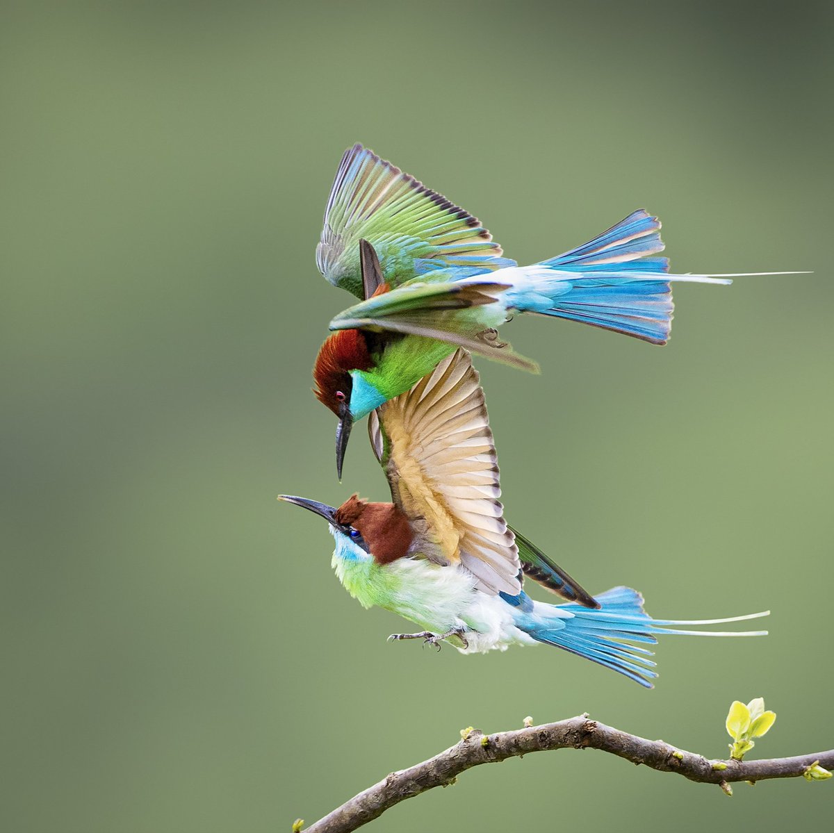 Guess the name of the bird😀😀 #birds #nature #photos #LovelyBirdsInChina