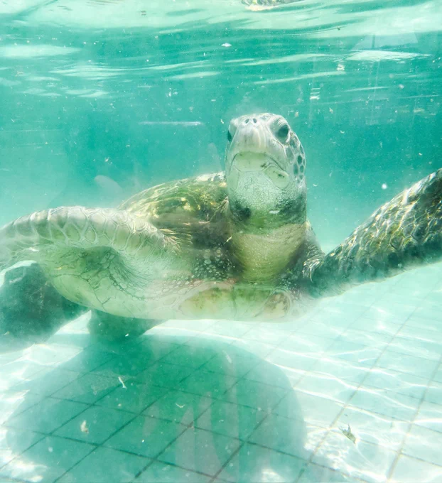 動物達との距離が近すぎる水族館に行ってきたよ 