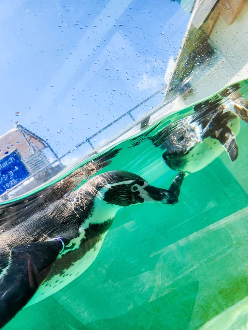 動物達との距離が近すぎる水族館に行ってきたよ 