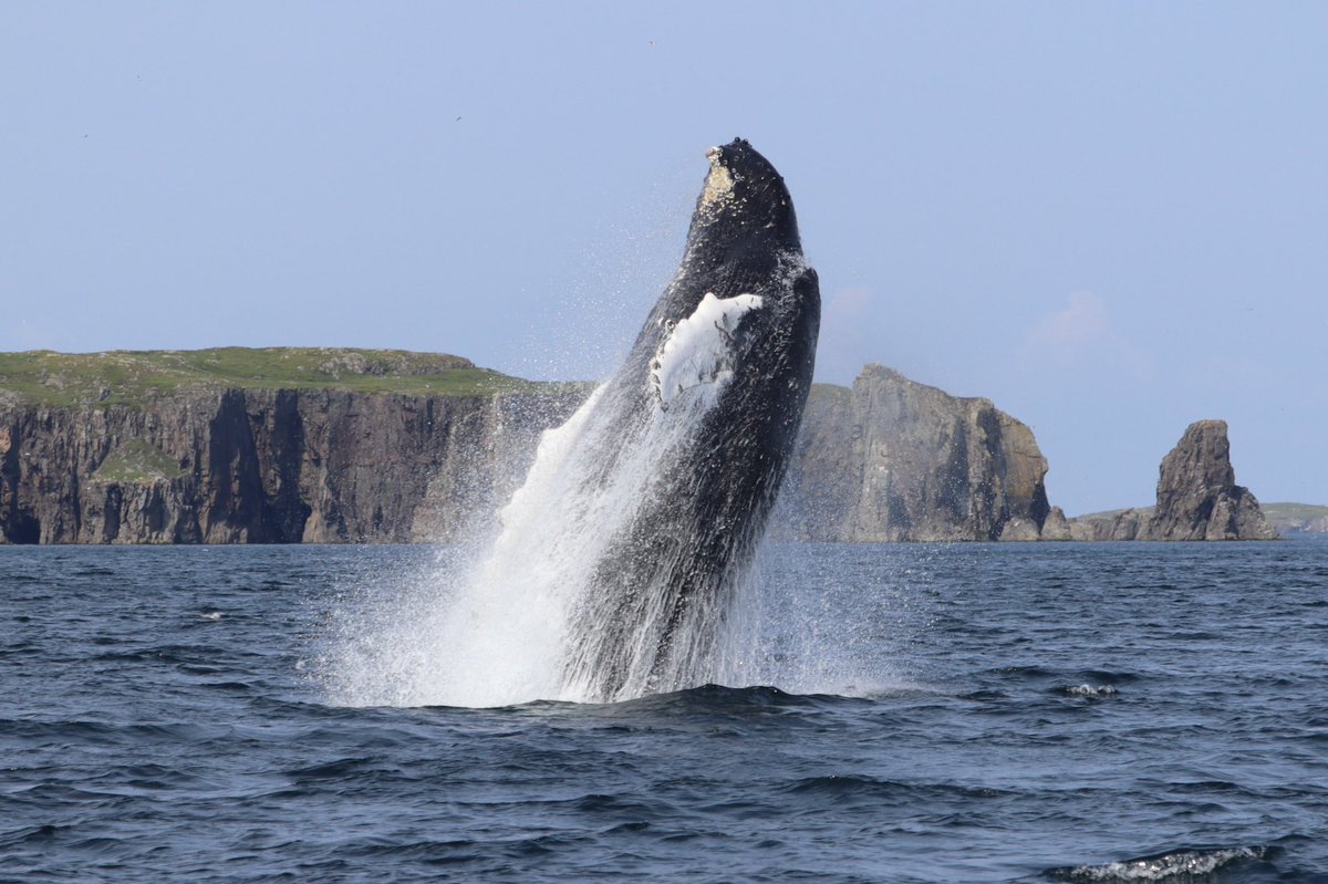 You have to see it to believe it! Another absolutely incredible day on the water. Just knowing that our guests are leaving with the best memories is the most rewarding of it all. #bonavista #NewfoundlandAndLabrador #makingmemories @CBCNews @CBCNL @NLtweets @ExploreNL