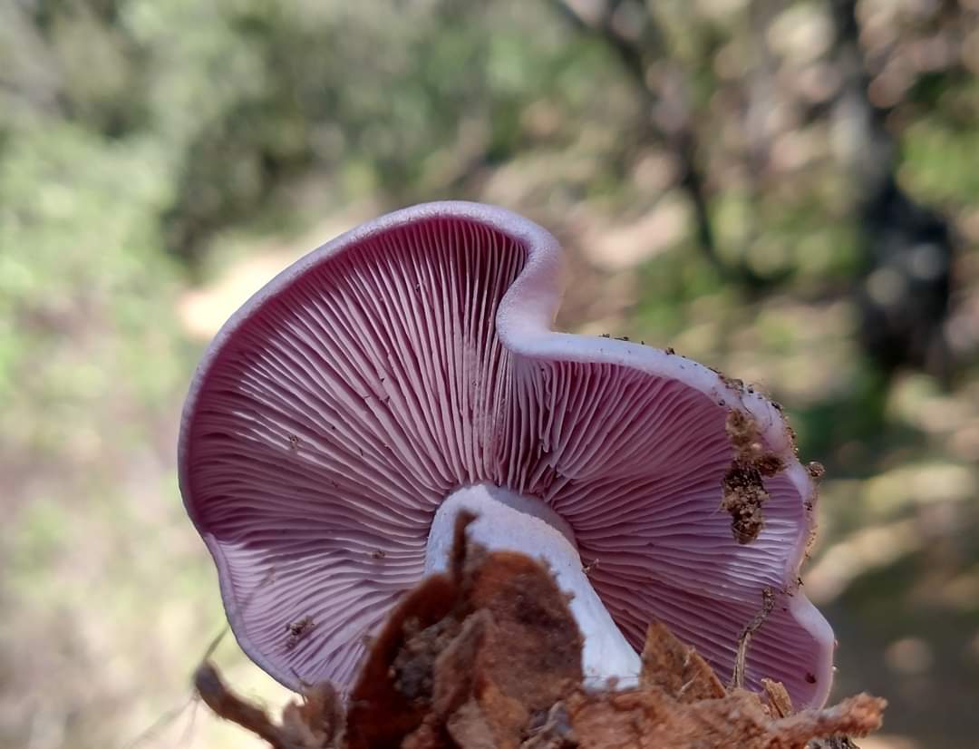 ANPlaEsperanza's tweet image. Todos en modo Barbie
Nosotros 😏💓🩷🍄💁
#Barbieiseverything 
#Lepistanuda 
En esta temporada no los arranques, solo llévate la fotografía