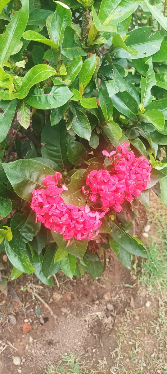 panicillo10632's tweet photo. Hermosa 😍 nuestra  flora en Santa Cruz  @utepsabolivia 
#pancoe22 @holapancoe
#AMORXSANTACRUZ
#ROMA5 https://t.co/RkrBNgnwfu