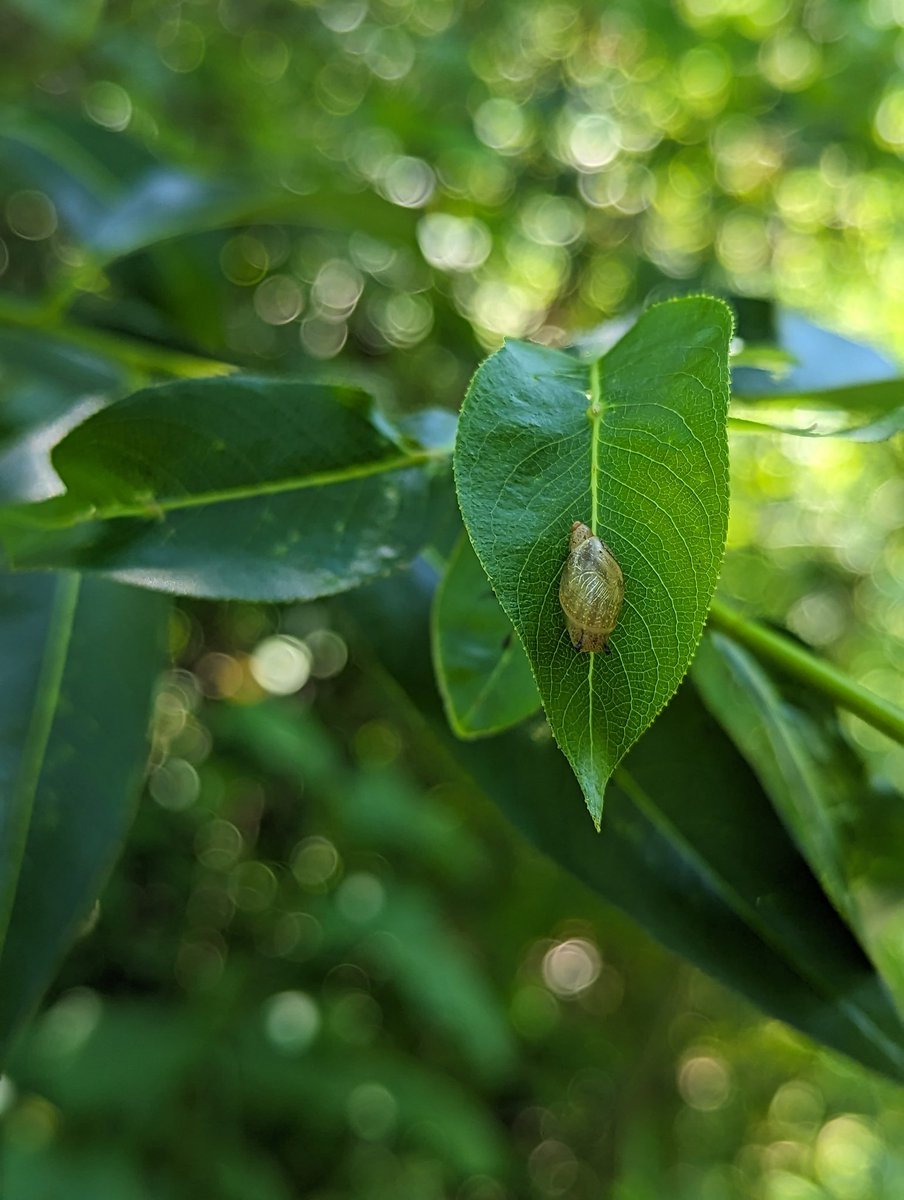 I haven't posted in a while so here are some cute photos I took on the job at the UWM Field Station!

#universityofwisconsinmilwaukee #UWmilwaukee