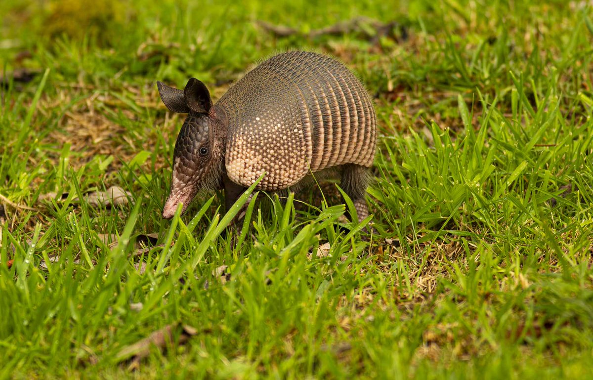 Psisfontes's tweet photo. La visita después del aguacero
 #armadillo, #dasypodidae, #NaturePhotograhpy https://t.co/C9QZh9Wtcf