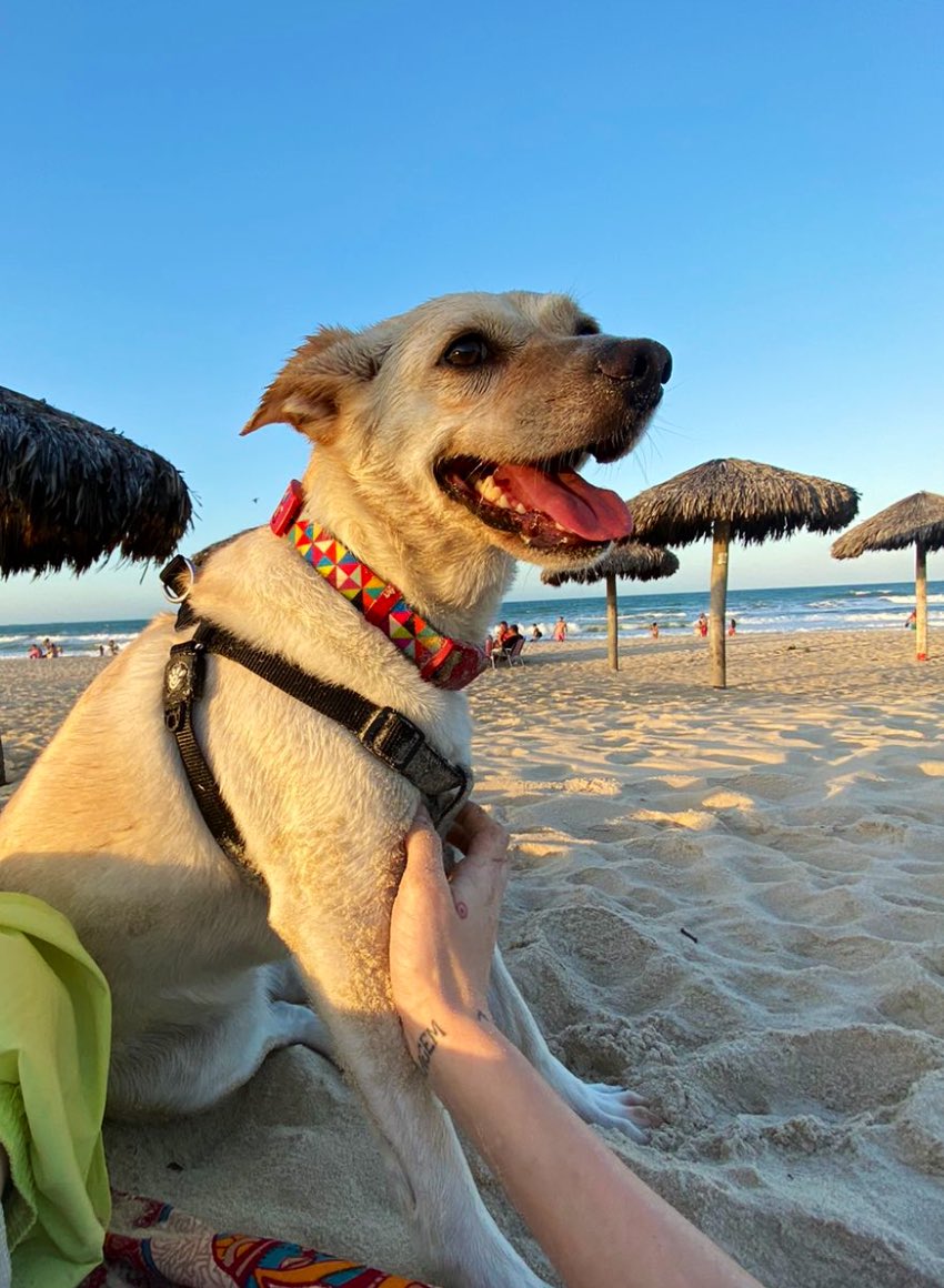 fotos_porai's tweet photo. #cachorra #patchuli #praia https://t.co/c2VPevgK0R