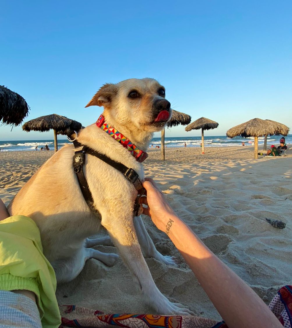fotos_porai's tweet photo. #cachorra #patchuli #praia https://t.co/c2VPevgK0R