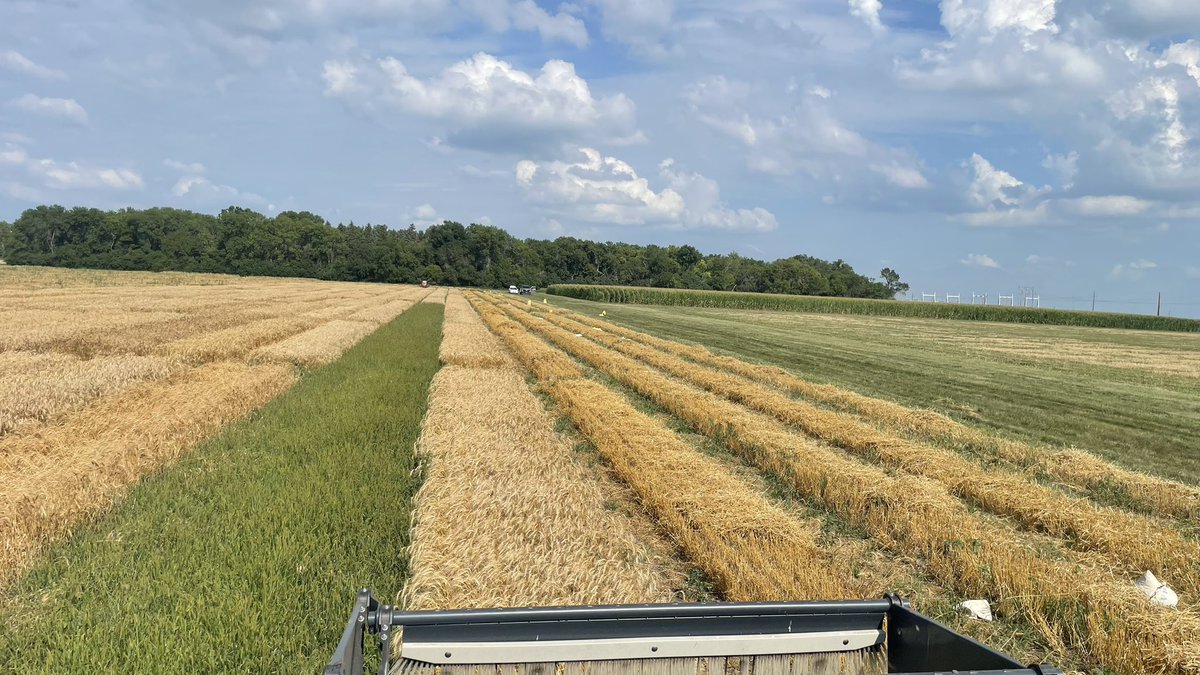 WheatInnovation's tweet photo. Winter wheat breeding programs in north have really short turnaround time, so activated 3rd Harvest Command. These two talented and tough graduate students raised their hand to join me @SDState ❤️🌾 #ThankYou TeamWheat🙏#SolidFuture https://t.co/upd2bPNANG
