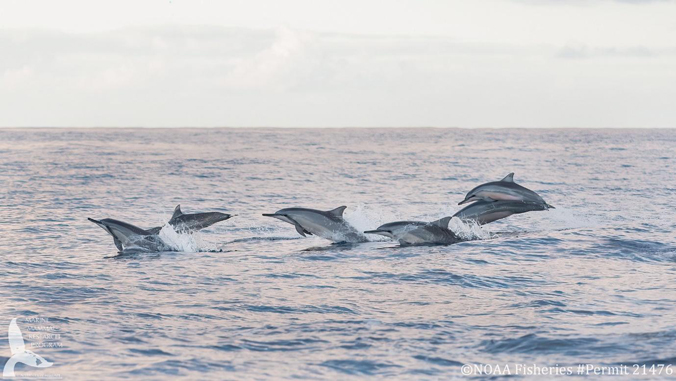 University of Hawaii at Manoa (@uhmanoa) on Twitter photo 🐬 <a href="/himb_soest/">Hawai‘i Institute of Marine Biology</a> researchers can now determine the age-structure of free-ranging dolphin groups using drone photography - This method will aid in monitoring and conservation of dolphin species ➡️ bit.ly/3r2LGgh #UHMResearch 🐬 <a href="/himb_soest/">Hawai‘i Institute of Marine Biology</a> researchers can now determine the age-structure of free-ranging dolphin groups using drone photography - This method will aid in monitoring and conservation of dolphin species ➡️ bit.ly/3r2LGgh #UHMResearch