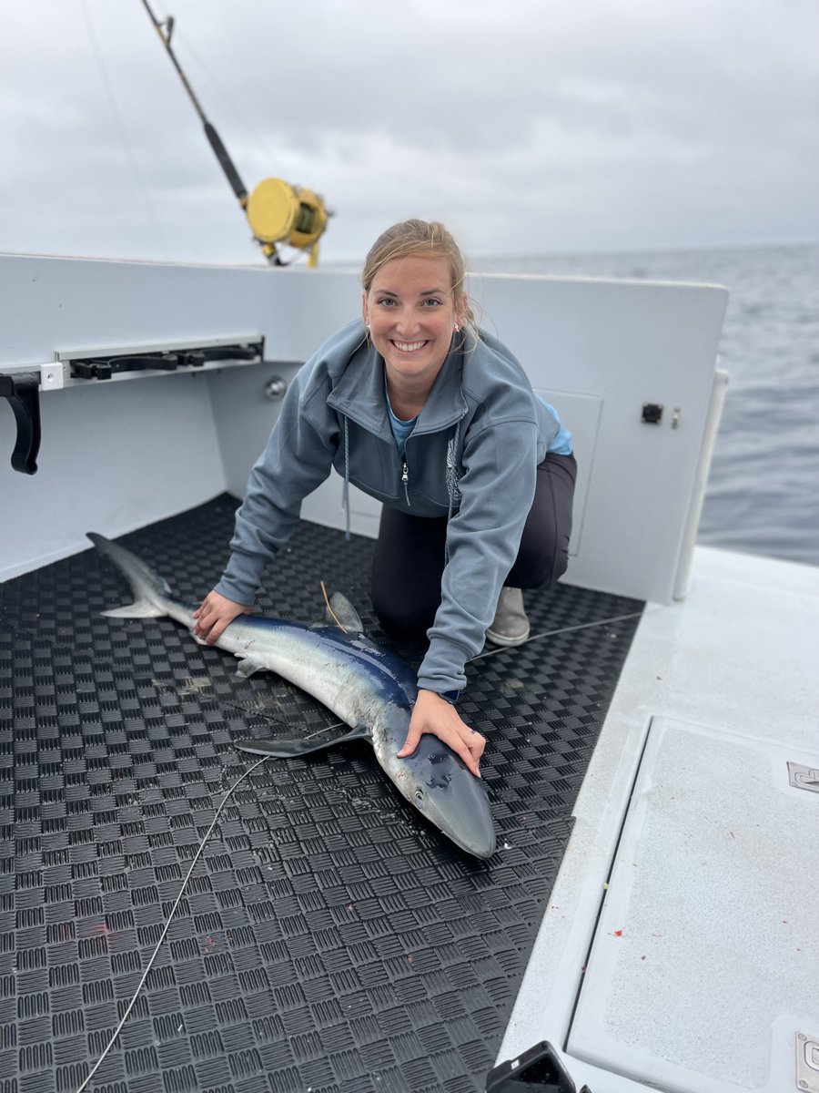 Harte Research Institute (@harteresearch) on Twitter photo Smol mako, so cute!
Who's watching #MonsterMako? 🙋♀️🙋♂️
<a href="/SharkWeek/">Shark Week</a> #SharkWeek <a href="/SportfishCenter/">Sportfish Center</a> <a href="/IslandCampus/">Texas A&M-Corpus Christi</a> Smol mako, so cute!
Who's watching #MonsterMako? 🙋♀️🙋♂️
<a href="/SharkWeek/">Shark Week</a> #SharkWeek <a href="/SportfishCenter/">Sportfish Center</a> <a href="/IslandCampus/">Texas A&M-Corpus Christi</a>