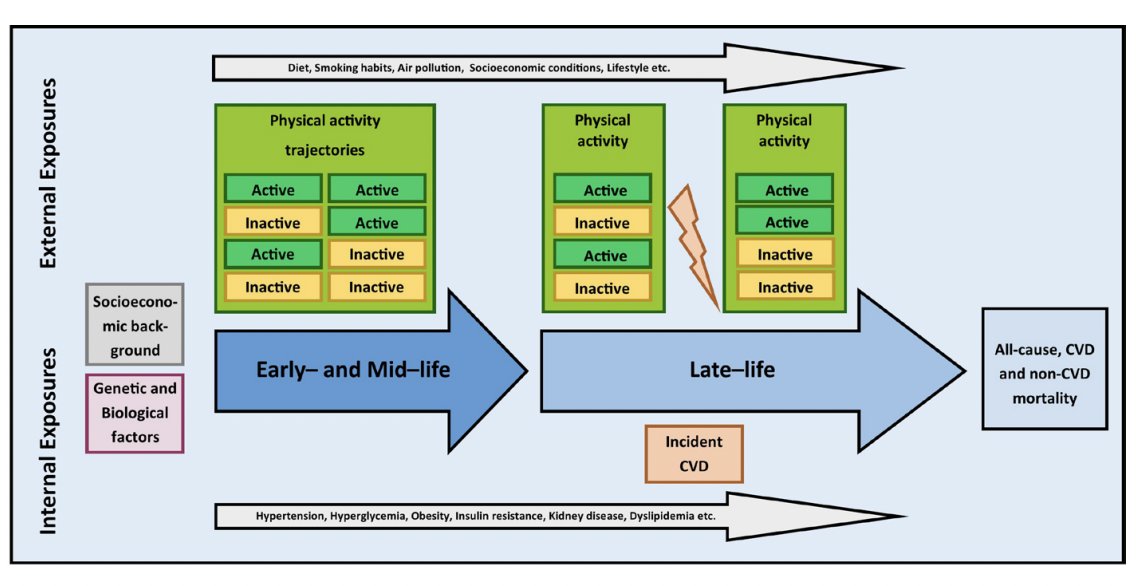 Late-life physical activity changes after a cardiovascular event: can we reduce mortality risks? 🚶‍♂️ 🏃 🚲 bit.ly/3hwkyBM