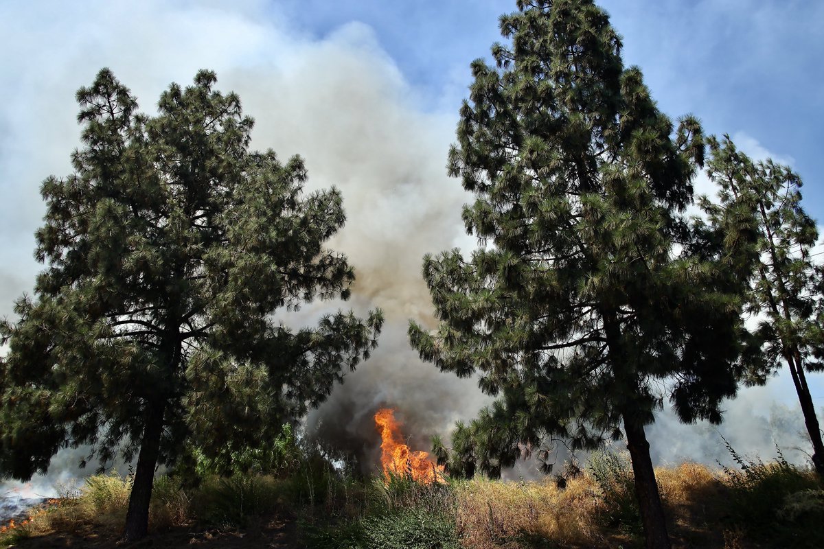 ShorealoneFilms's tweet image. MORE!! From the #brushfire along the 118 today in #GrenadaHills @LAFDtalk
 7-27-23