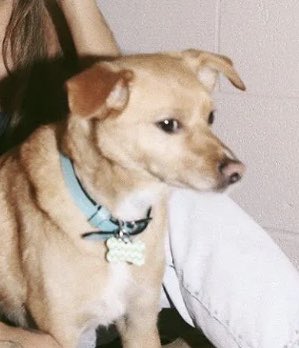 Y’all it’s not Ariana Grandes fault! That dog is controlling her like ratatouille! He’s telling her to be a homewrecker !!Please pray for Ariana 😢🙏🙏🙏