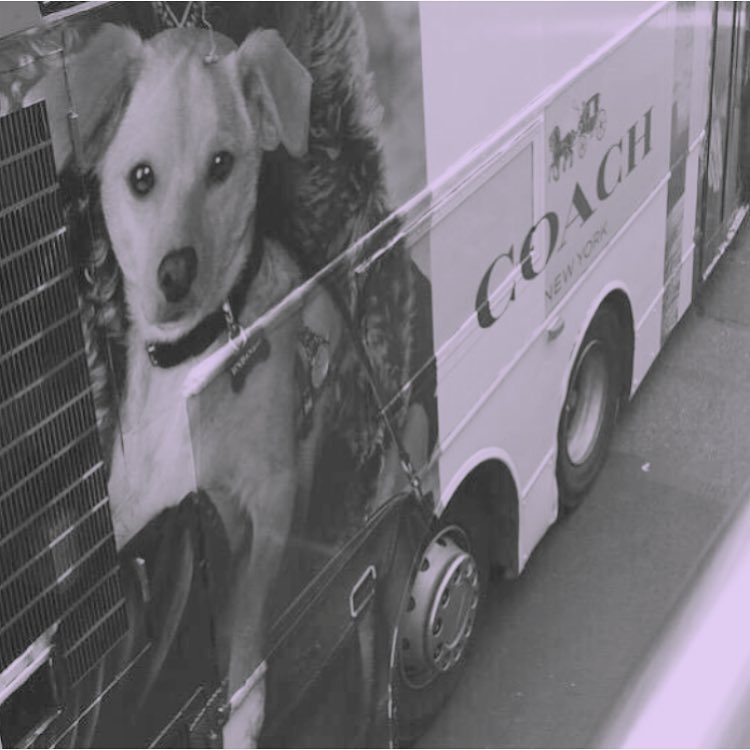 throwbacksofag's tweet photo. ariana grande via instagram post 8 years ago today with "another from T's big day{.} &amp; two of my favorite friends. toulouse X doug @coach @dougmiddlebrook #coachpups &amp; sooooo I wasn't kidding. @coach #coachpups I'm so &amp; *screams* THAT'S MY BABY @coach #coachpups "(28th july 2015) https://t.co/uV7XQqCdH9