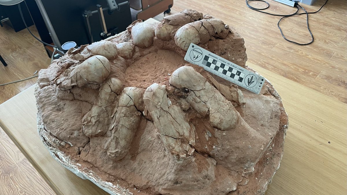 palaeontolojosh's tweet photo. Happy #FossilFriday from the #IPMAS in Ulaanbaatar, Mongolia! Extremely privileged to have been invited and welcomed here with the @ExpeditionLive joint expedition! Here’s one of many remarkable specimens I’ve been looking at this week - MPC-D 100/1029, an oviraptorid egg nest. https://t.co/ijLvf5GgGW