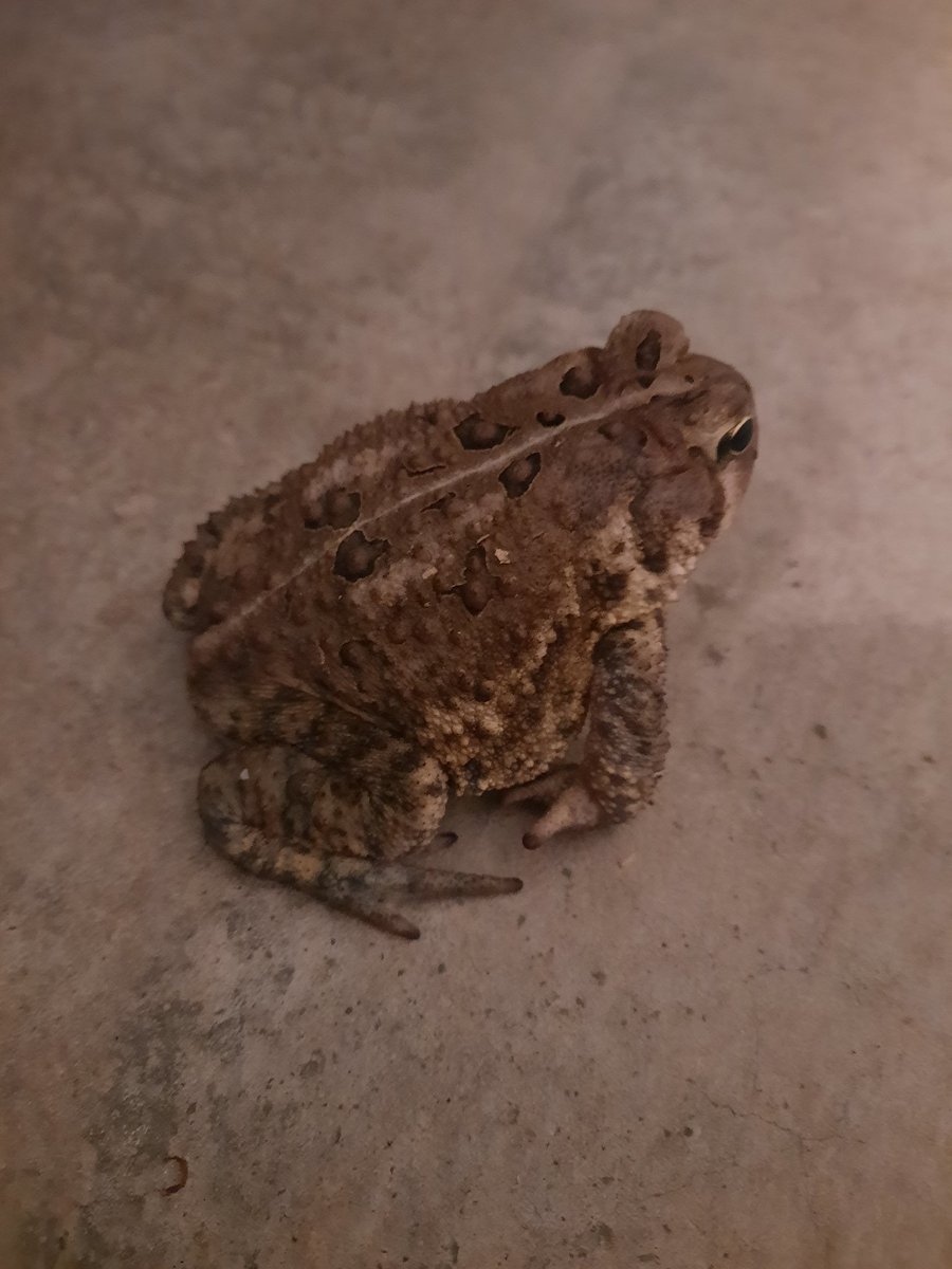 LiveWithDorks's tweet photo. Toad guy and toad turd in garage. https://t.co/uLQ0TL36fL