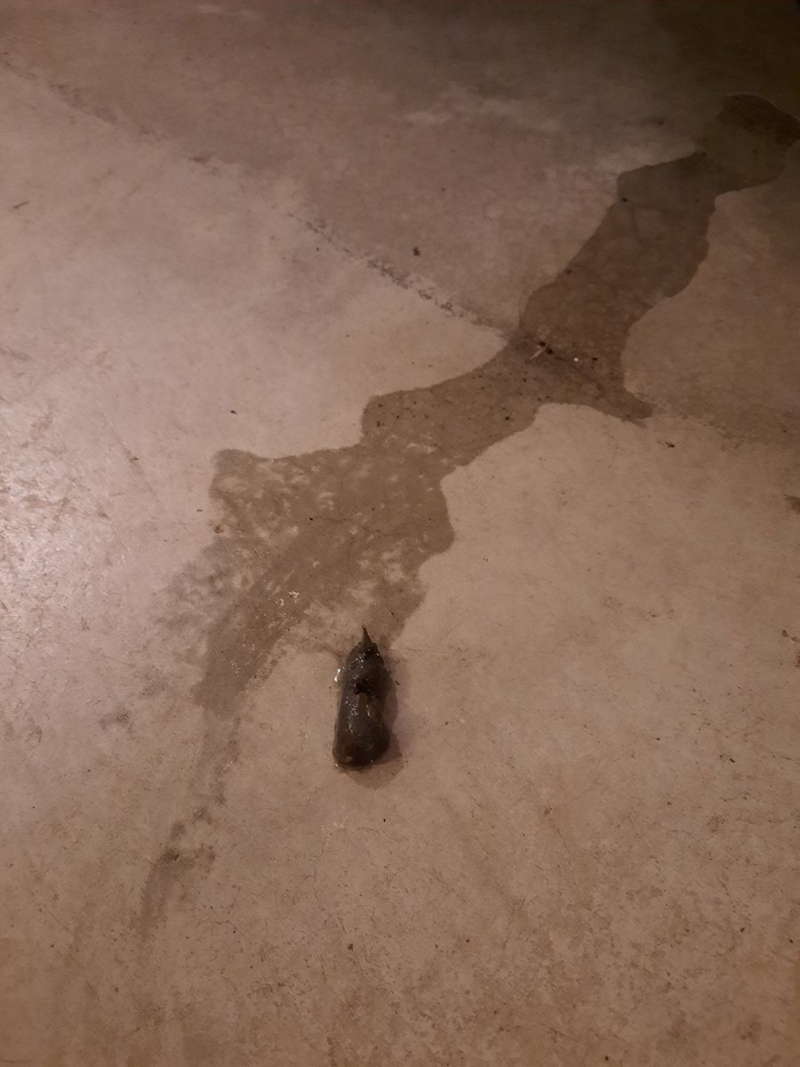 LiveWithDorks's tweet photo. Toad guy and toad turd in garage. https://t.co/uLQ0TL36fL