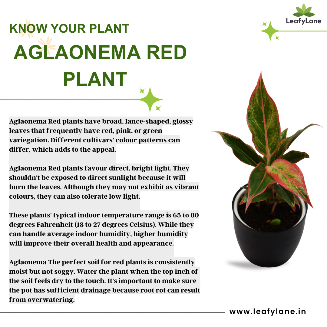 Aglaonema Red Plant🪴🌱

#plantcare #leafylane #homedecor #healthyplants #plantdecor #plantcommunity #knowyourplant #plantsgrowpeople #iloveplants #getplanted #plants #homeinterior #aglaonemaplant #aglaonemaredplant #aglaonema