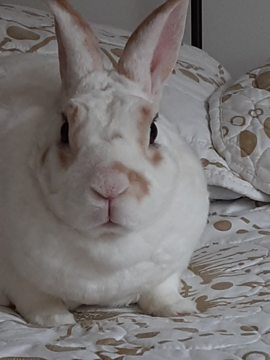 floorsharkmomma's tweet photo. Little bunny on the the big bed! #CloverRex #bunnylove #rexbreed https://t.co/V6TEOF8kdh