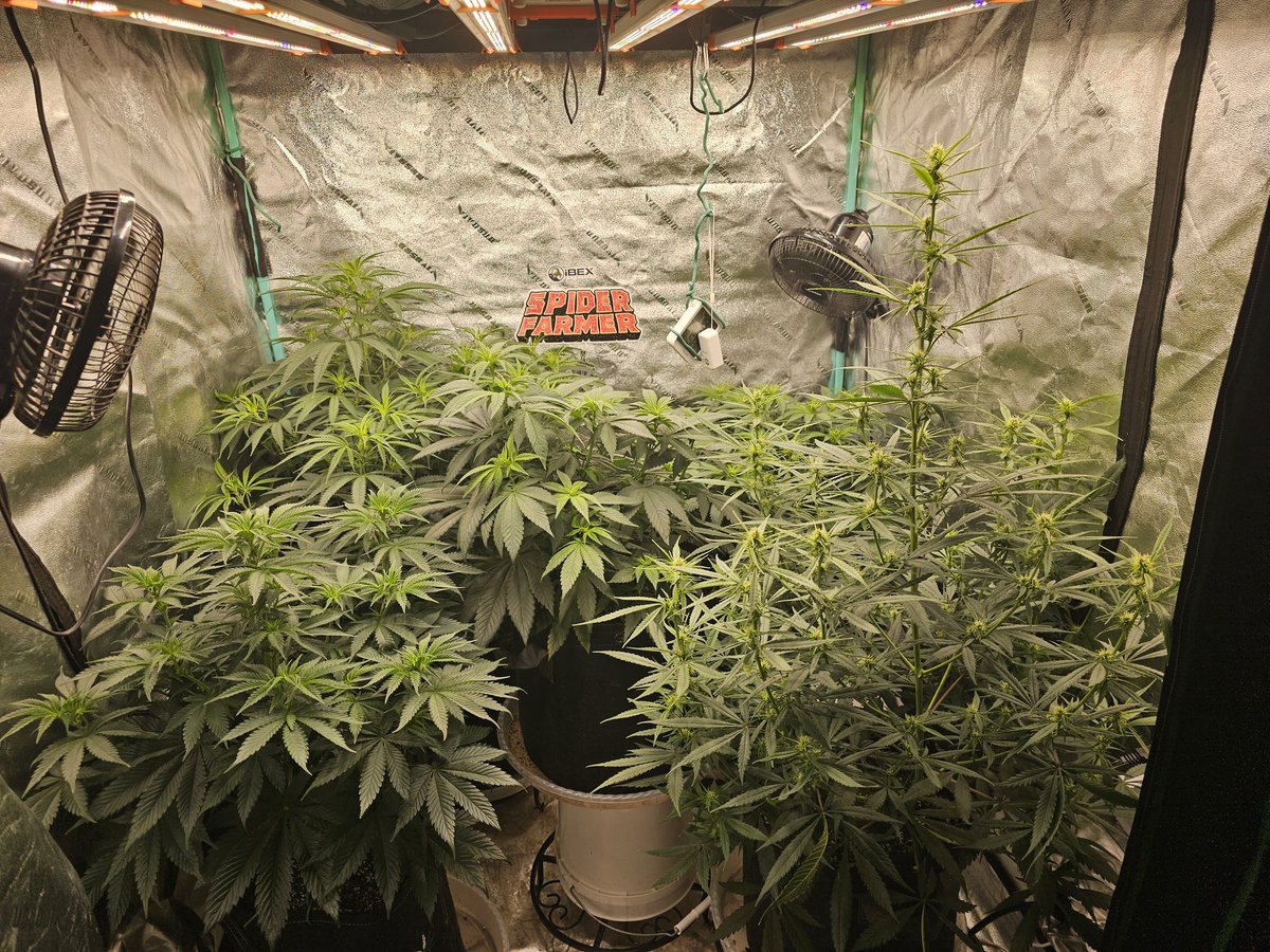 Getting a little crowded 
Under the <a href="/spiderfarmerled/">Spider Farmer LED</a> Se5000
#spiderfarmer
#growyourown #CannabisCommunity