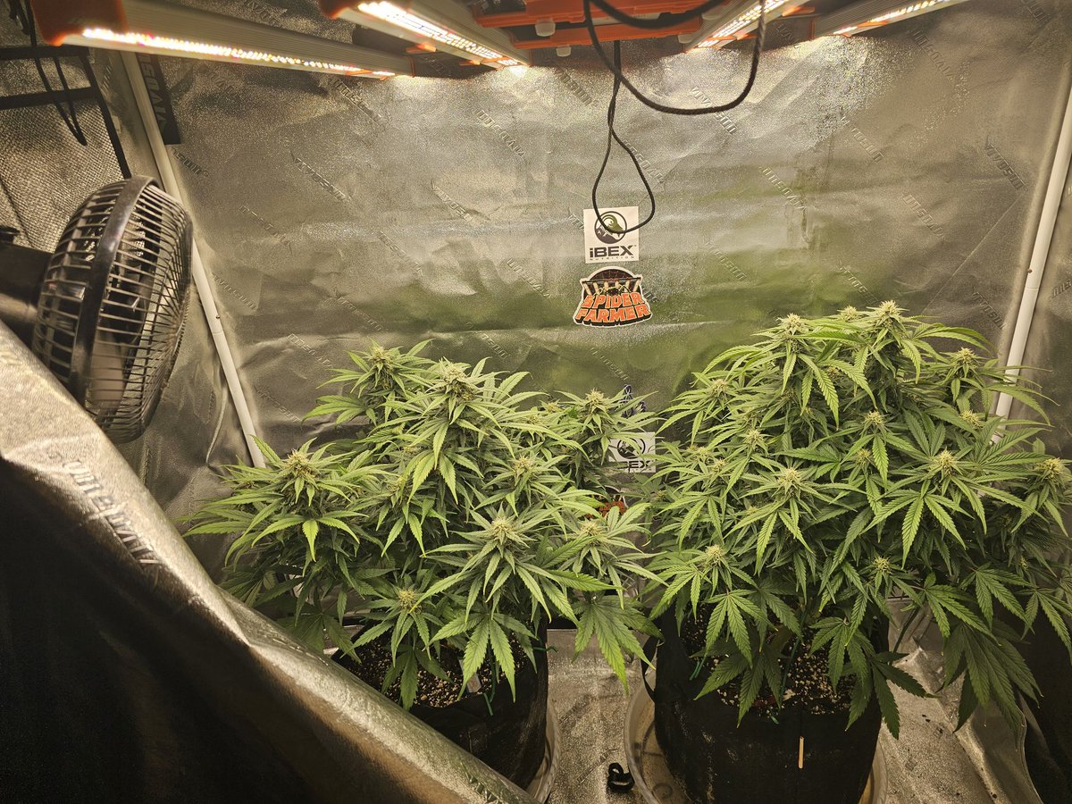 The autos need a bit of attention 
They'll get trimmed up this weekend🤘😁
Under the <a href="/spiderfarmerled/">Spider Farmer LED</a> SE3000
 #growyourown
#spiderfarmer
#CannaLand #CannabisCommunity