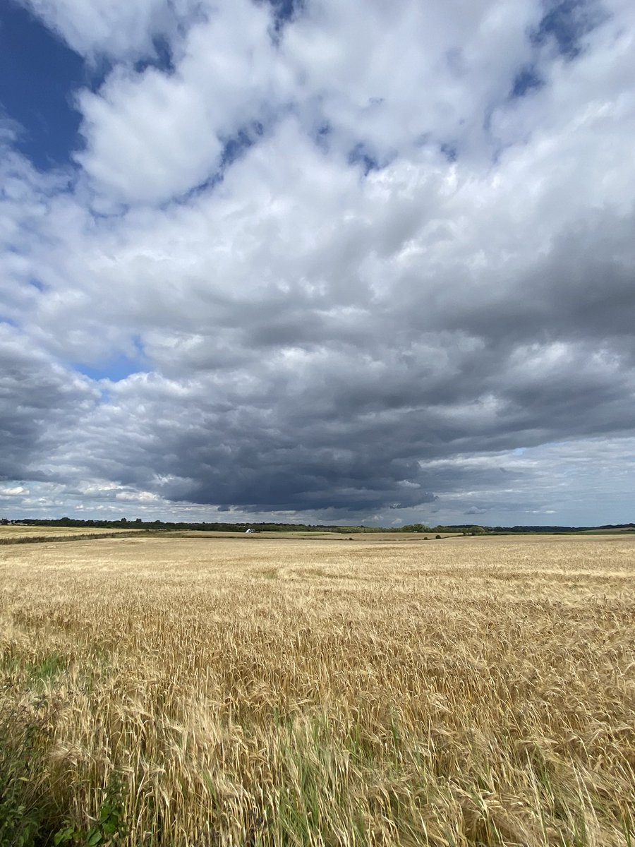 Grey and gold in Dorset last week 🌾