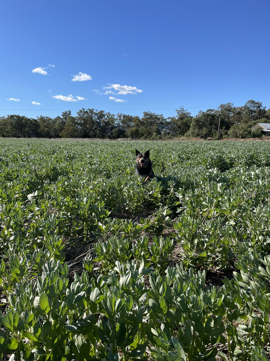 michaela_agro's tweet photo. A great week out in the paddock with @BWRural and at the @cropconsultants Agronomy Solutions Seminar this week. Thanks to all who made the week what is was! https://t.co/rbKWMHkyrS