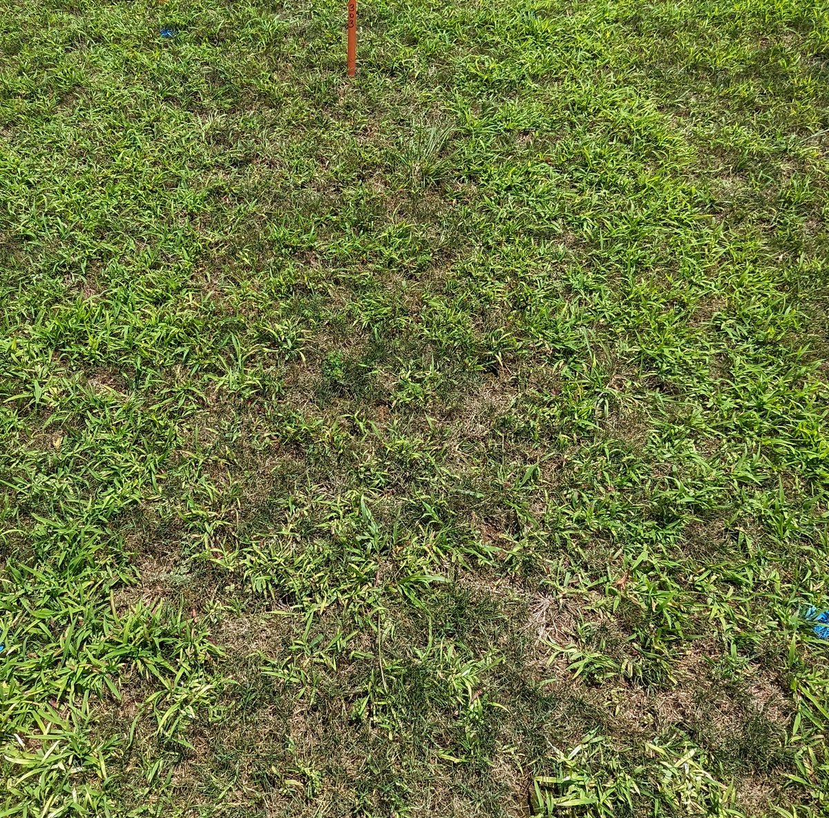 RUturfweeds's tweet photo. Don't forget to include MSO with quinclorac. Smooth crabgrass control with Drive XLR8 at max rate (64 oz/A) 2 weeks after application in both photos. Right side has MSO at 1% v/v. https://t.co/QjsTFlCK92