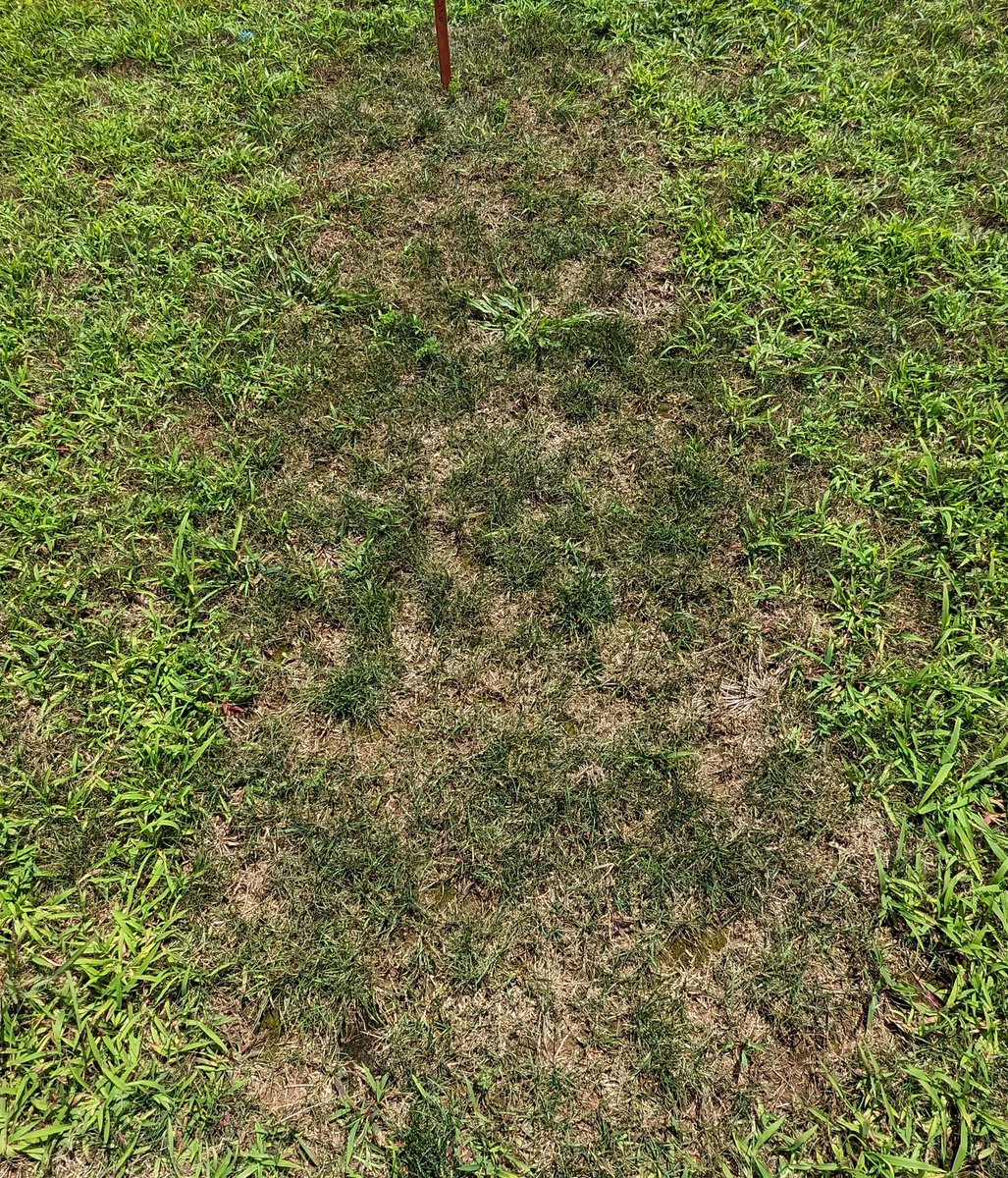 Don't forget to include MSO with quinclorac. Smooth crabgrass control with Drive XLR8 at max rate (64 oz/A) 2 weeks after application in both photos. Right side has MSO at 1% v/v.