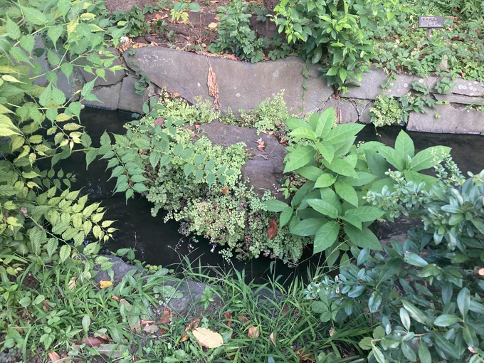 小さな水辺を見つけると嬉しくなるね 