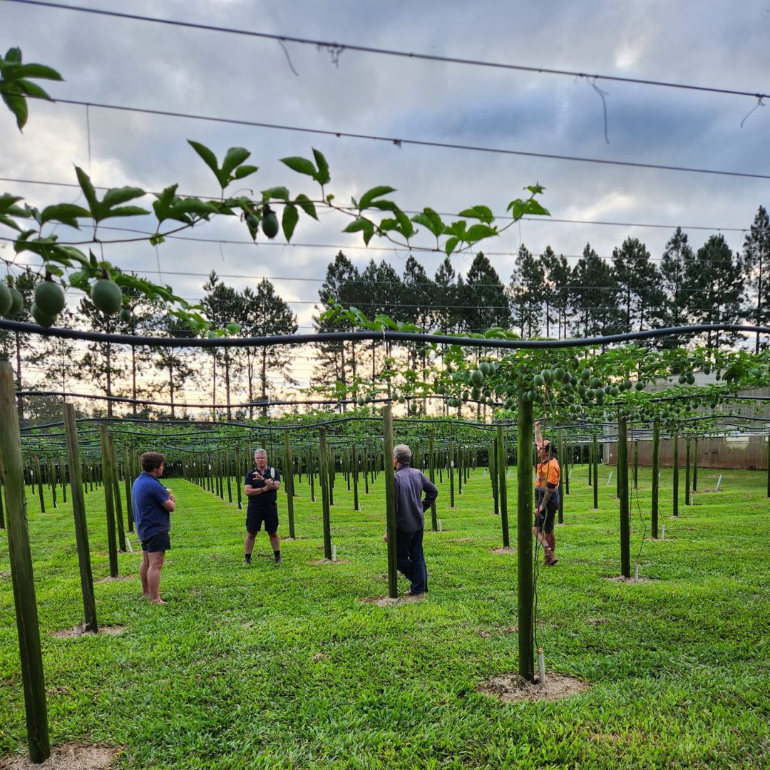 OmniaAustralia's tweet photo. The sunset was the perfect backdrop to our visit with #passionfruit #growers in QLD 🌤️ Like other vine crops passion fruits can benefit from #soilhealth & crop nutrition management 📞Get in touch & learn more https://t.co/HLgB3Y2LiR
#Omnia #OmniaAustralia #thescienceofgrowing https://t.co/liRrJRD0em