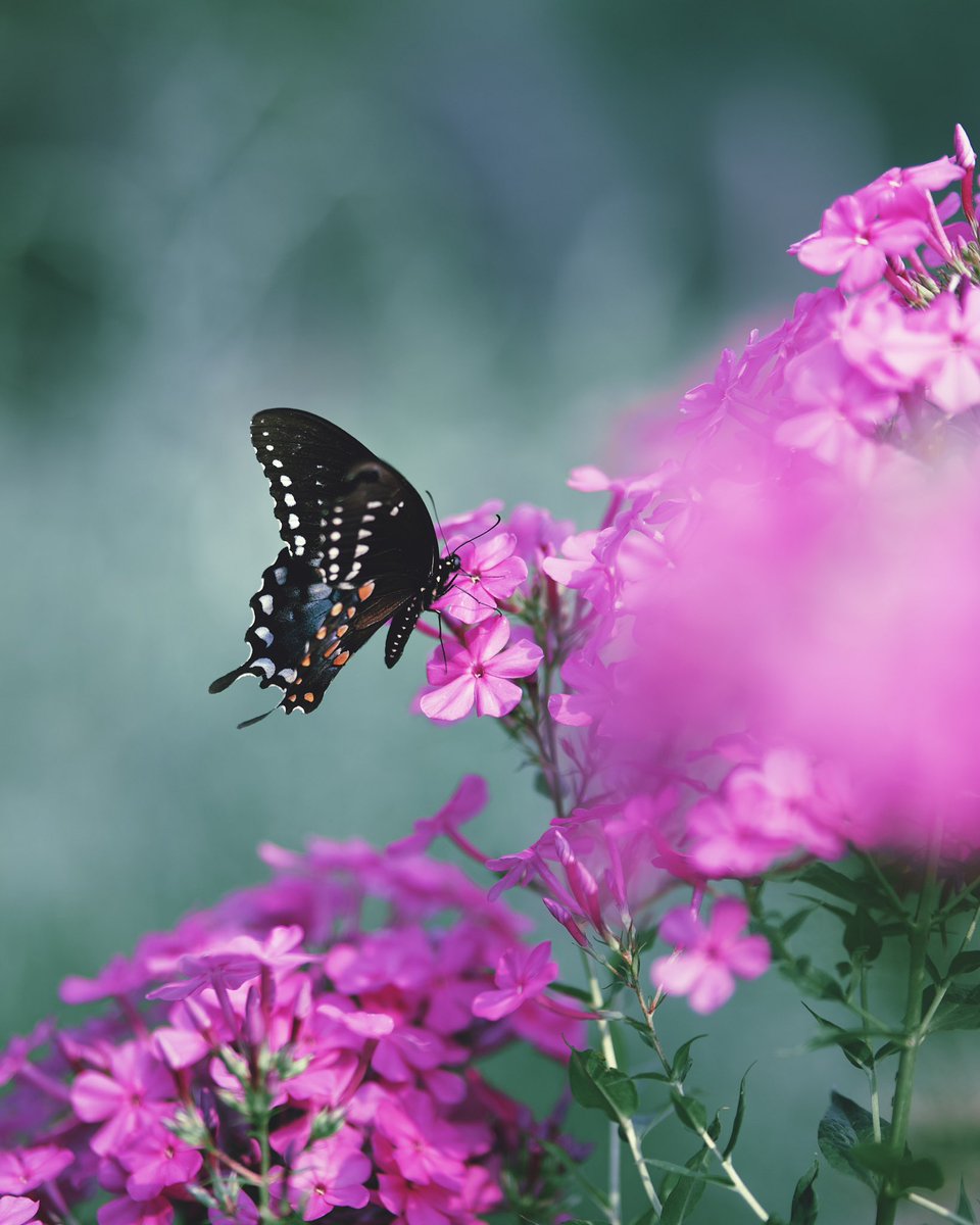 Aaron Burden tweet media