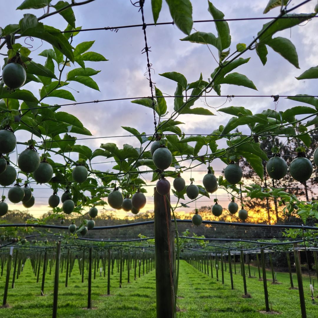 OmniaAustralia's tweet photo. The sunset was the perfect backdrop to our visit with #passionfruit #growers in QLD 🌤️ Like other vine crops passion fruits can benefit from #soilhealth & crop nutrition management 📞Get in touch & learn more https://t.co/HLgB3Y2LiR
#Omnia #OmniaAustralia #thescienceofgrowing https://t.co/liRrJRD0em