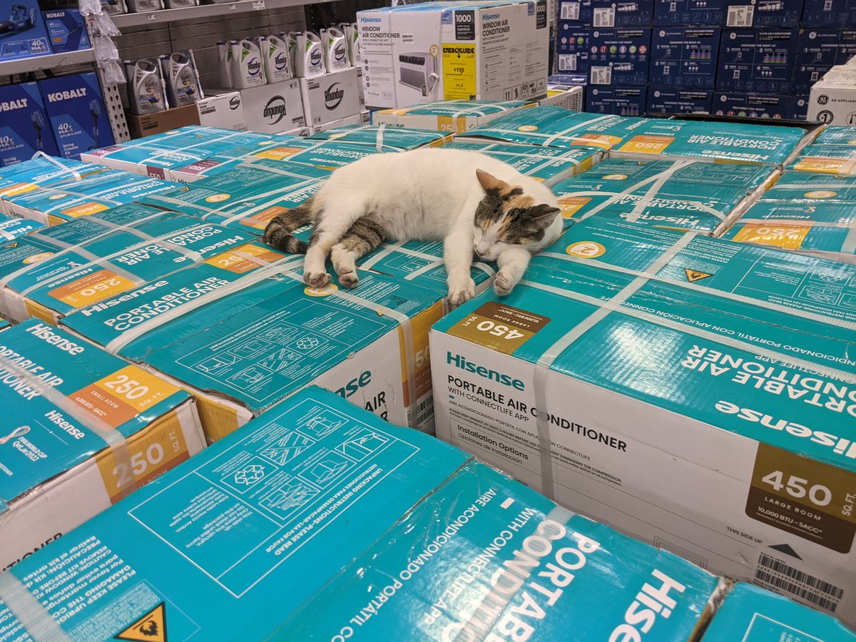 _tasha_love's tweet photo. I was in Lowe's and apparently they have a cat lol. The worker said she refuses to leave. https://t.co/zWjKVlqZG8