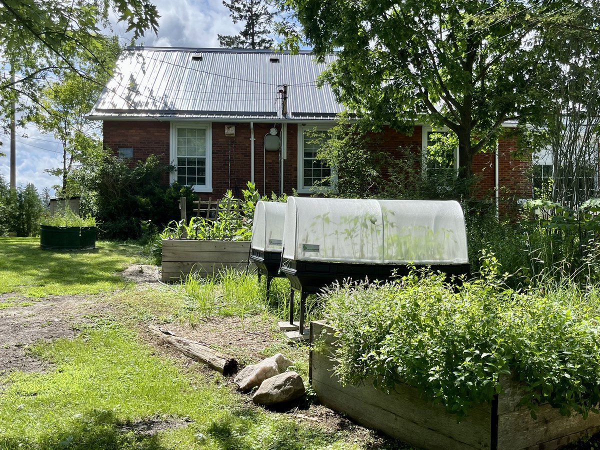 Good things are growing at Hillside! Hopefully the harvest lasts until fall for the kids instead of the groundhogs, chipmunks, voles and birds! 🤣 (although- reciprocity- they deserve a treat too!) <a href="/TOES_TDSB/">TOES_TDSB</a> <a href="/tdsb/">Toronto District School Board</a> <a href="/LC3_TDSB/">TDSB LC3</a> <a href="/EcoSchoolsTDSB/">TDSB EcoSchools</a>