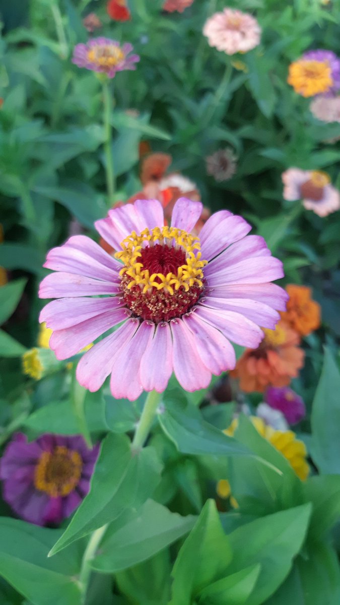 #günaydın 
Gününüz rengarek ve enerjik olsun
🦋🦋